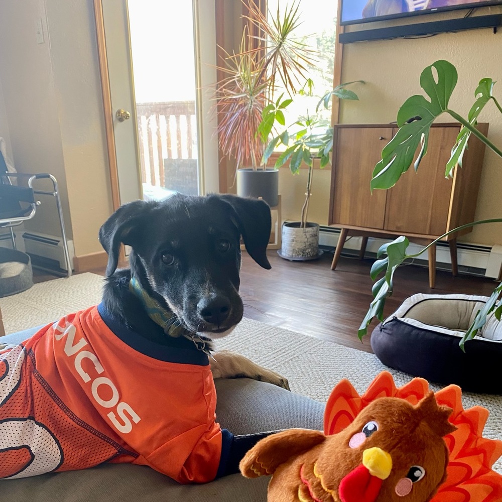 XL Denver Broncos dog jersey - Picture 2 of 3